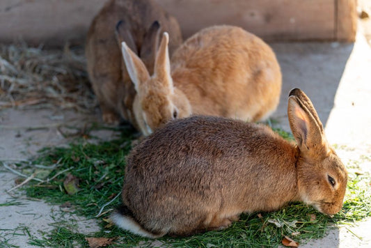 When a Rabbit Stops Eating Hay: Reading the Change Before It Becomes an Emergency