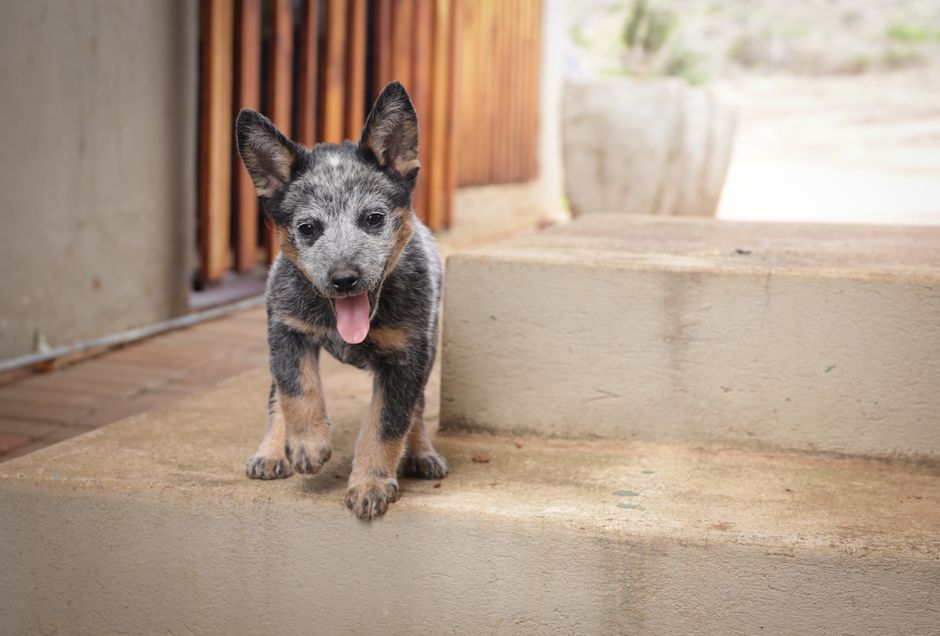 Fear, Excitement, and Learning in Puppies: Why Developmental Stage Changes How You Read Arousal
