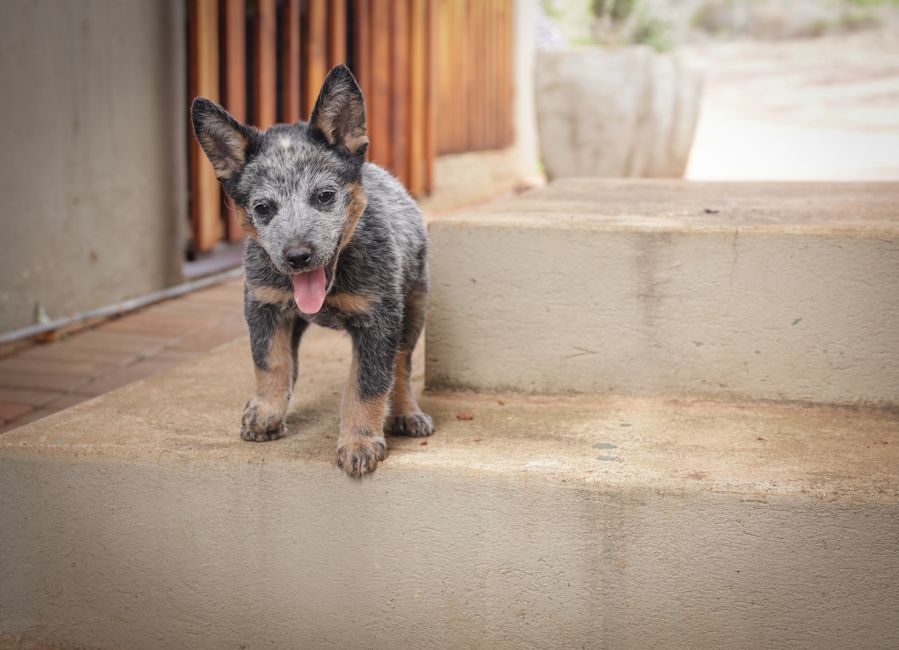 How to Build a Step-by-Step Dog Training Routine