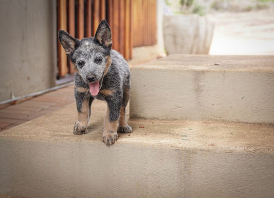 How to Build a Step-by-Step Dog Training Routine
