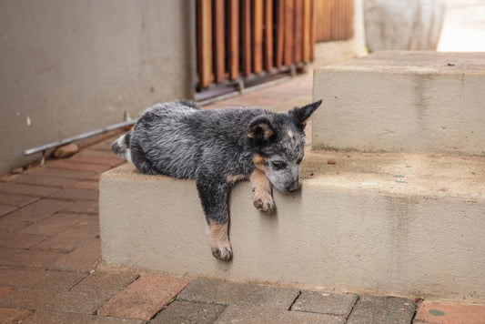 How to Stop Your Dog from Destroying Everything: A Step-by-Step Guide to Calming Anxiety and Redirecting Destructive Behavior