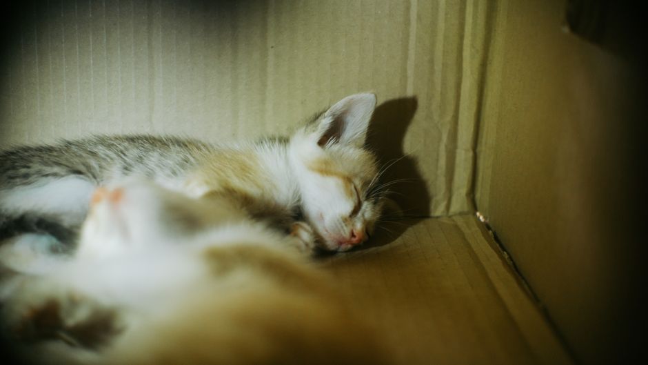 Why Some Cats Stop Using a Clean Litter Box: Preference, Pain, and the Limits of Automation