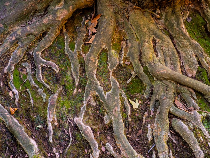 Aggregate Stability: How Soil Organic Matter Rebuilds the Pores Roots Depend On