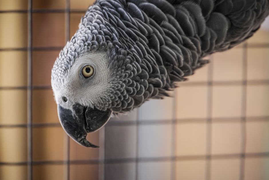 Perch Placement and Cage Layout: Why Vertical Space Matters More Than Cage Size for Companion Birds