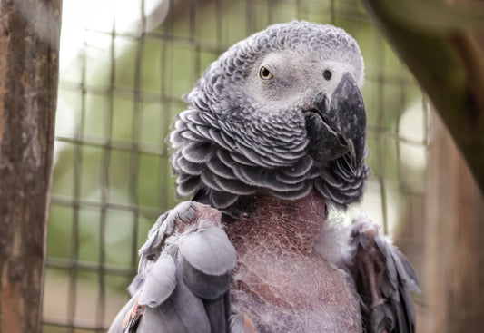Why Feather Picking in Pet Parrots Isn't Automatically a Bad Habit
