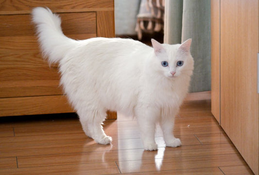The Prepared Pet Household: What Makes a Safe Space Actually Work in an Emergency