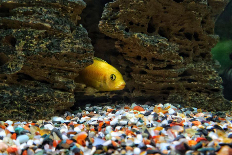 Why Clear Aquarium Water Can Still Hide a Water-Quality Problem