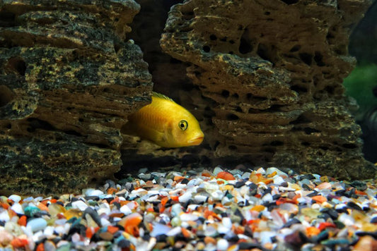 Why Clear Aquarium Water Can Still Hide a Water-Quality Problem