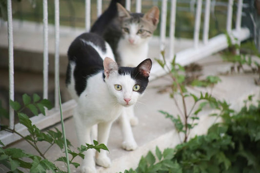 How to Introduce a New Cat to Your Resident Cat: A Complete Step-by-Step Guide
