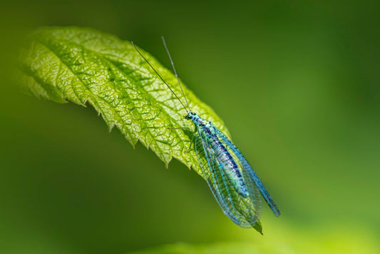 Organic Pest Control: Building a Balanced Defense for Your Garden