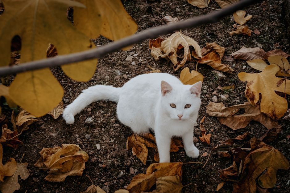 The Complete Guide to Cat Litter and Hygiene in a Small Apartment