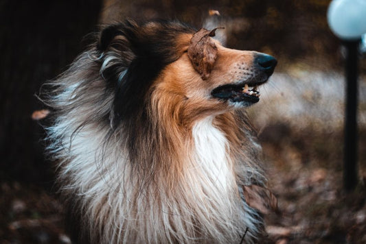 Brushing Your Pet's Coat: What Diet Really Changes and What It Doesn't