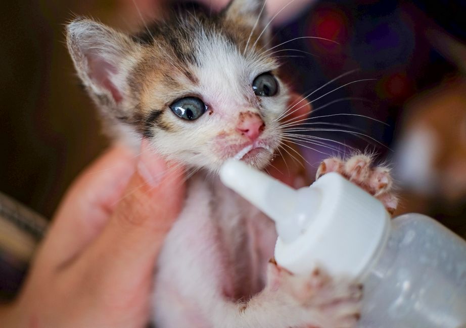 Natural Remedies for Kitten Care: A Holistic Approach to Raising a Healthy Cat
