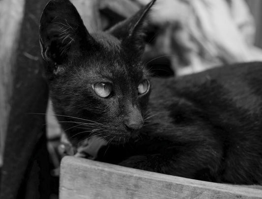 Easing Pet Household Transitions: Evidence-Based Strategies and What Remains Uncertain
