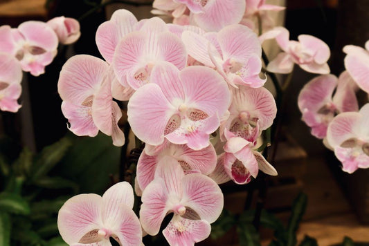 How to Grow Beautiful Orchids Without a Yard