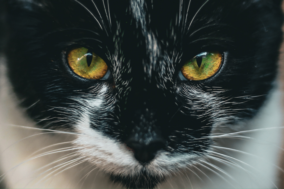 Building a Pet Evacuation Plan Around Your Animal's Actual Behavior