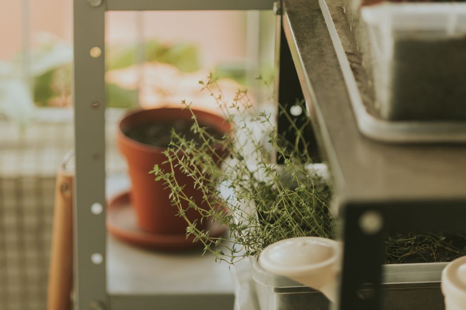 Sustainable Gardening in a Small Apartment: Growing Food Without Sacrificing Space