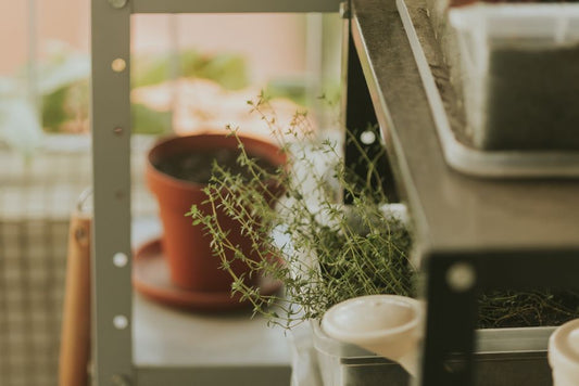 Sustainable Gardening in a Small Apartment: Growing Food Without Sacrificing Space