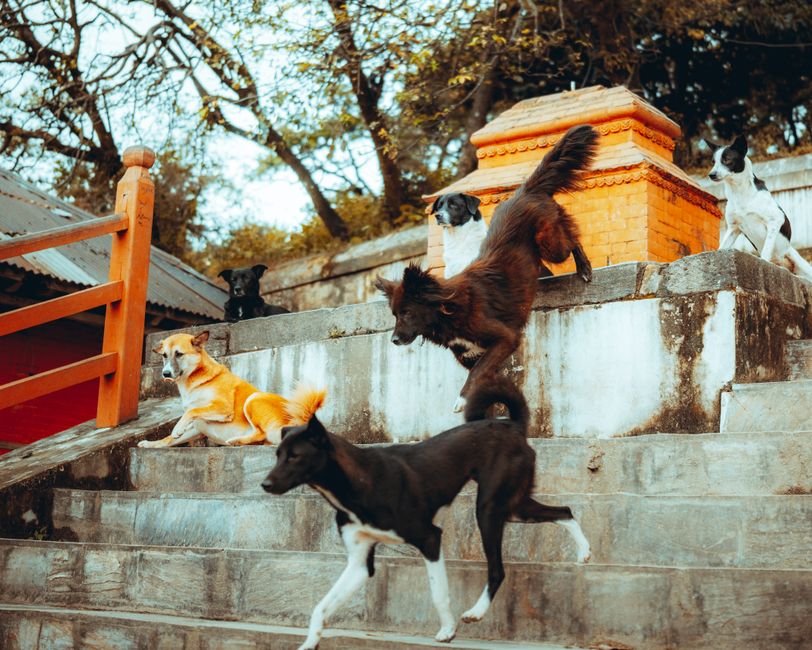 A Step-by-Step Guide to Introducing a New Dog to Your Home