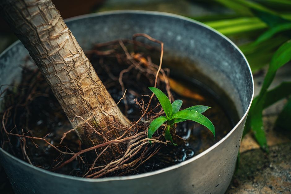 How to Rescue a Root-Bound Plant and Restore It to Health