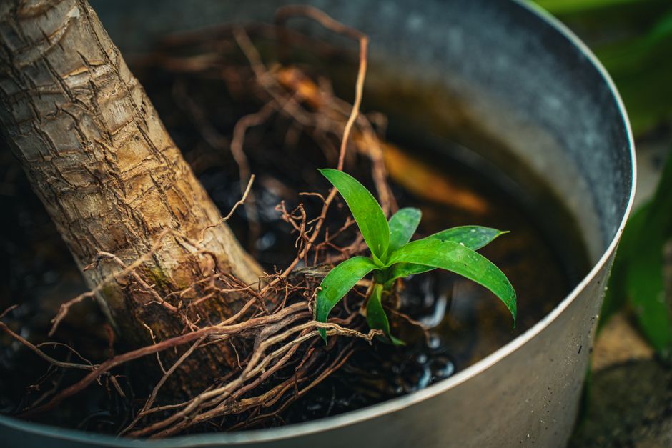 Succulent Care Step by Step: Fix Soggy Soil, Weak Stems, and Root Rot