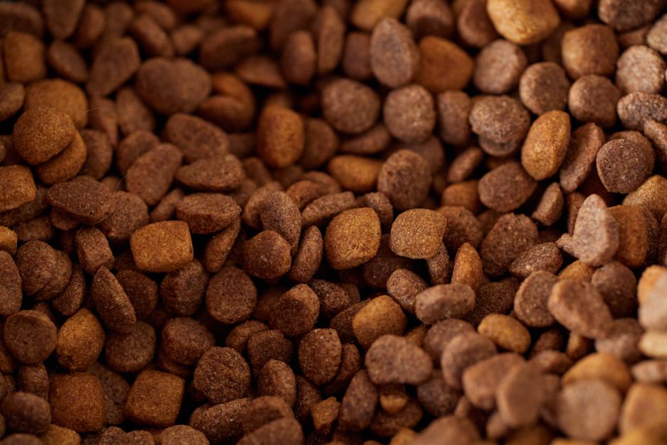 Smart Ways to Store Pet Food on a Budget