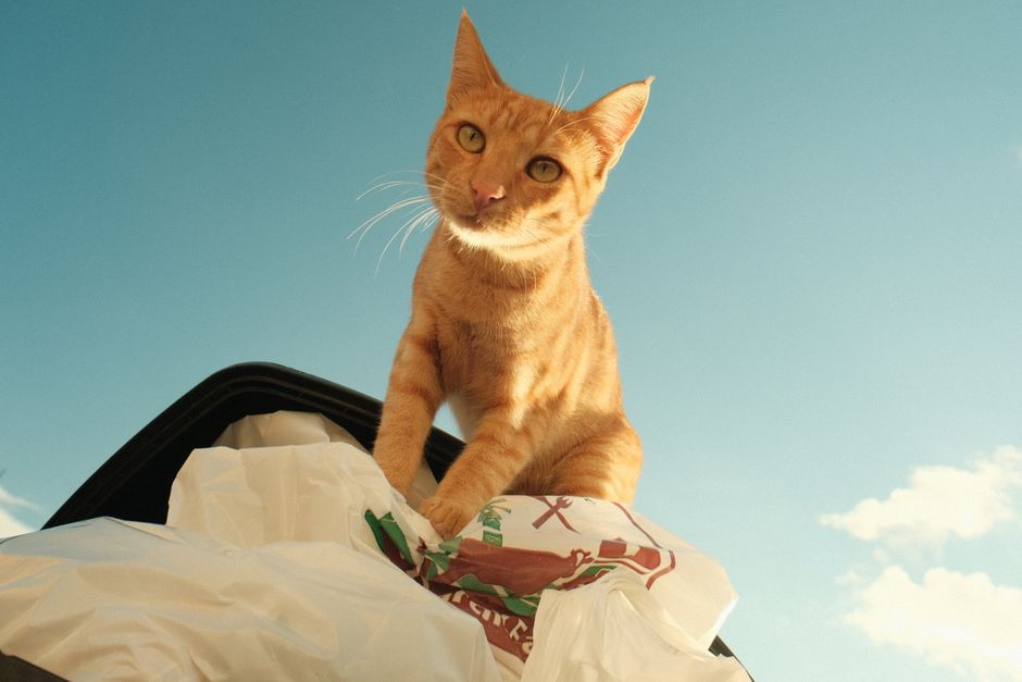 Eco-Friendly Pet Care for Renters: Low-Waste Solutions That Actually Work