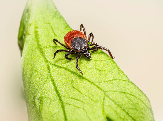 How to Recognize Parasite Infestations in Pets: Signs Every Owner Should Watch For