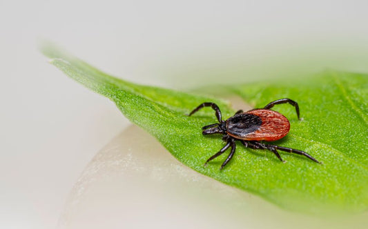 Home or Away: Why Parasite Exposure Differs Between Indoor and Outdoor Pets