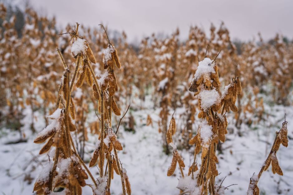 Green Manure, Cold Stress, and Frost Injury: What Cover Crops Actually Do for the Root Zone