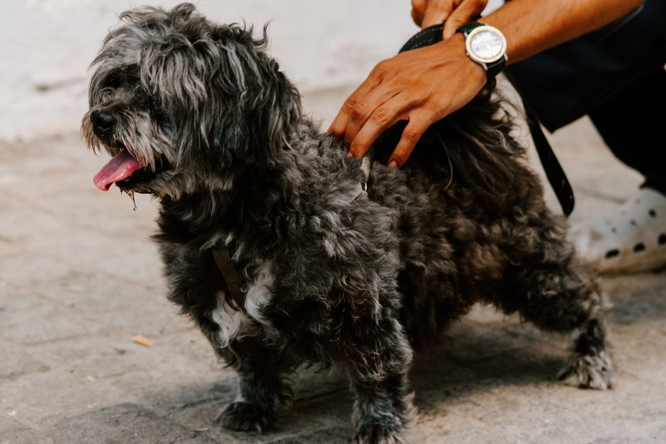 The Complete Guide to Calming Your Anxious Dog: Proven Tools and Routines