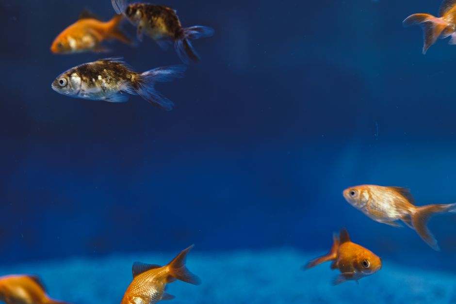 The Multi-Pet Home: Complete Guide to Harmonious Aquarium and Fish Tank Care With Dogs, Cats, and Small Animals