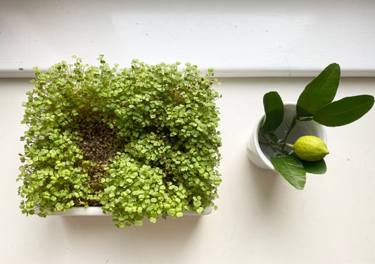 Gardening Without a Yard: Herbs, Microgreens, and Salad Greens for Balconies and Windowsills