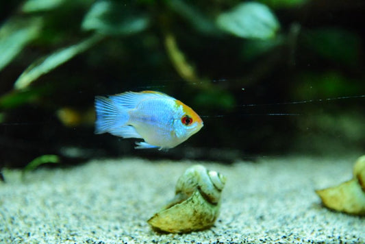 Biological Filtration in Aquariums: Why Clear Water Is Not the Same as Safe Water