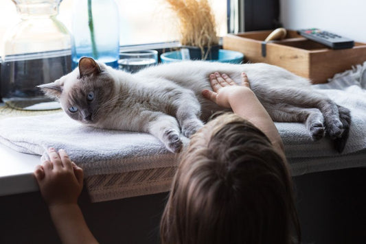 Choice and Control in Pet Housing: Why the Ability to Leave Matters More Than the Space You Provide