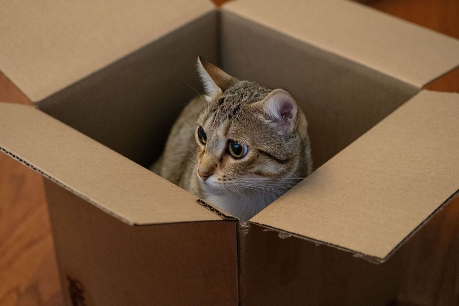 Litter Box Avoidance in Cats: When the Setup, Not the Cat, Is the Problem
