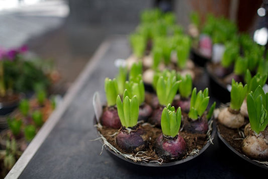 Why Your Flower Bulbs Struggle: An Organic Guide to Diagnosis and Care