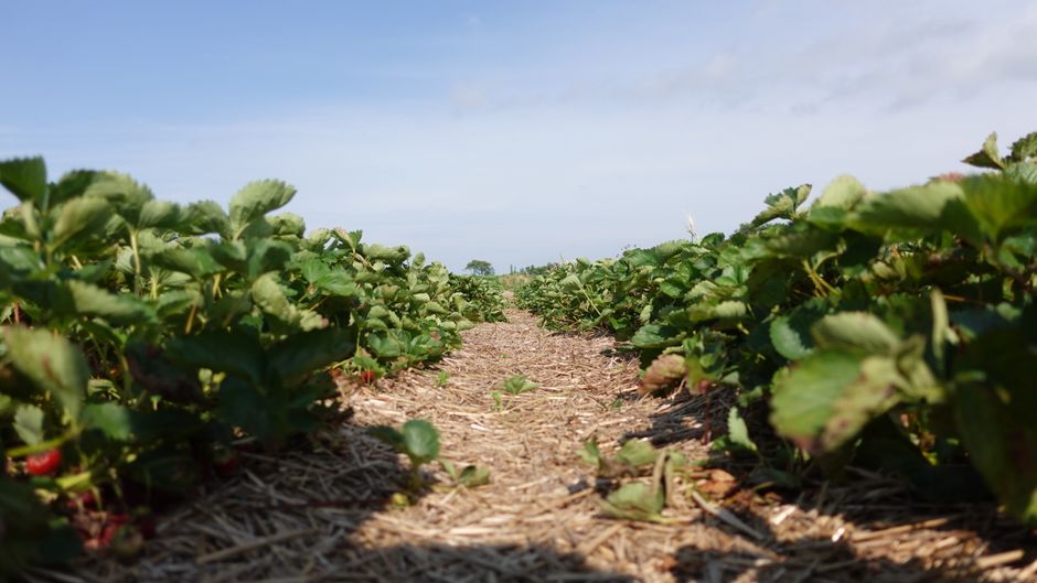 Maximize Yield with Precision Mulching: The Complete Guide to Feeding Your Soil for Heavier Harvests