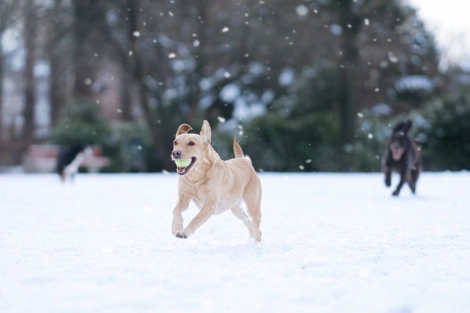 How to Keep Your Dog Active and Enriched During Winter