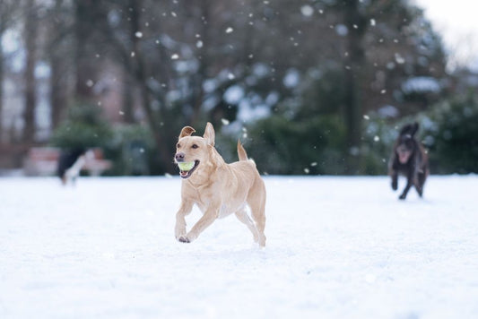 How to Keep Your Dog Active and Enriched During Winter