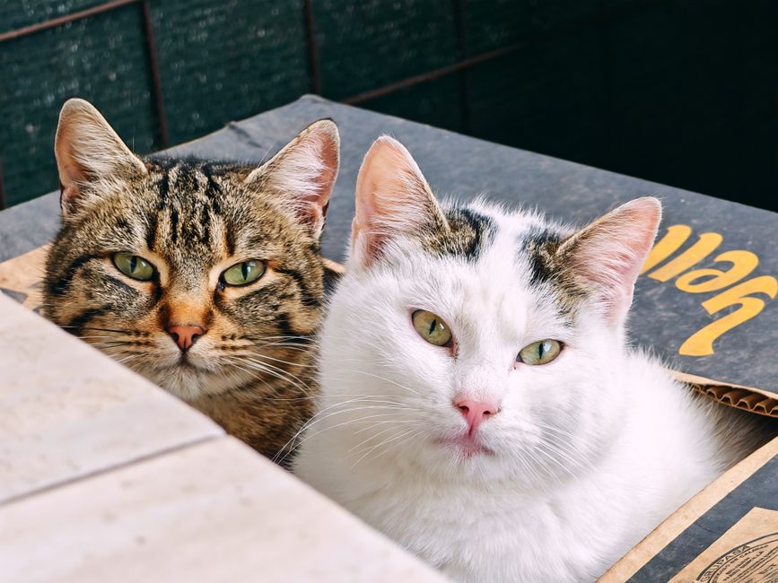 Why Does My Cat Avoid the Litter Box? A Practical Guide to Solving Litter Box Problems at Home