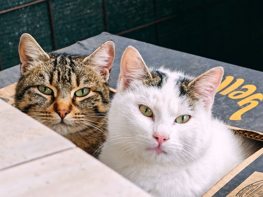 Why Does My Cat Avoid the Litter Box? A Practical Guide to Solving Litter Box Problems at Home