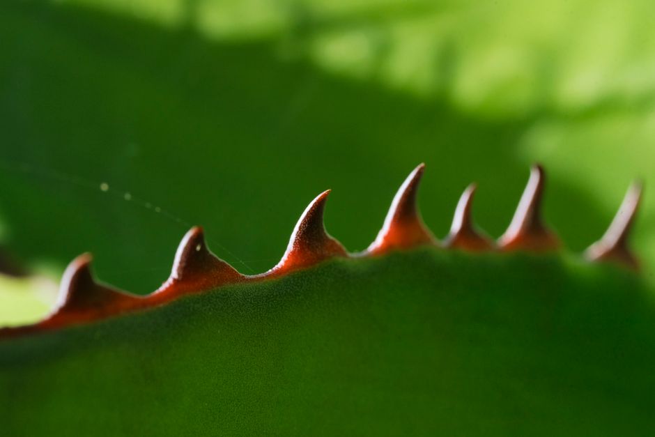 Why Cactus Edges Turn Brown: Reading Margin Damage as a Root-Zone Signal