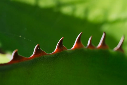 Why Cactus Edges Turn Brown: Reading Margin Damage as a Root-Zone Signal