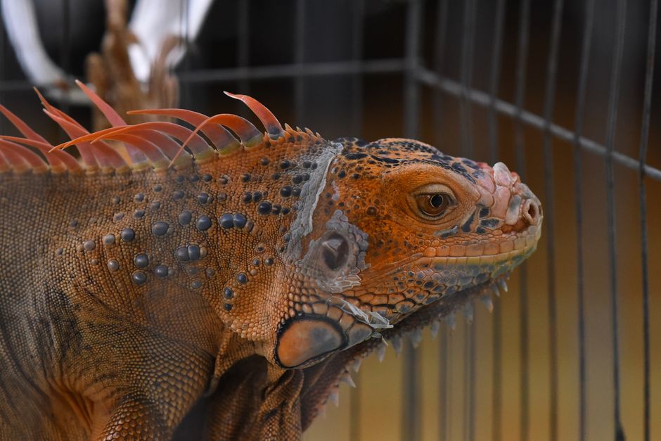 Why a Reptile Needs a Thermal Gradient, Not a Warm Cage