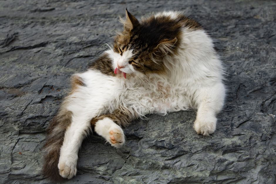 How to Groom a Cat That Hates Grooming: A Step-by-Step Guide