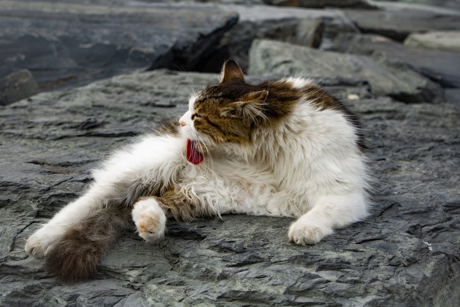 Summer Cat Grooming: Manage Shedding, Odor, and Overheating