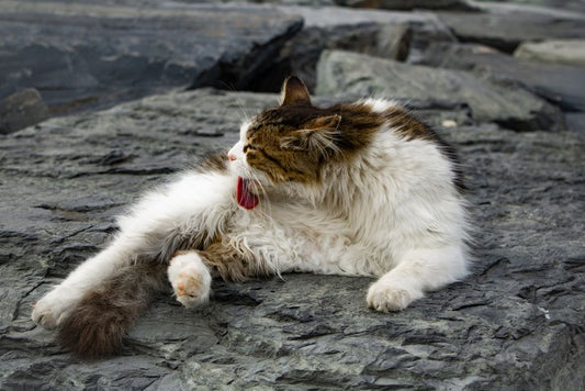 Summer Cat Grooming: Manage Shedding, Odor, and Overheating
