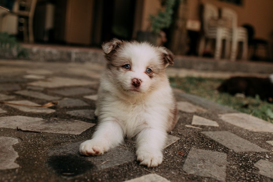 Natural Puppy Training Solutions: Essential Remedies for a Calm, Happy Companion