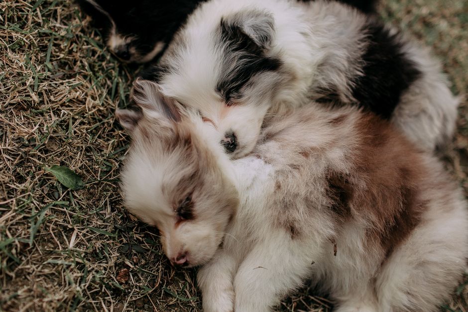 Why Puppy Sleep Matters as Much as Socialization